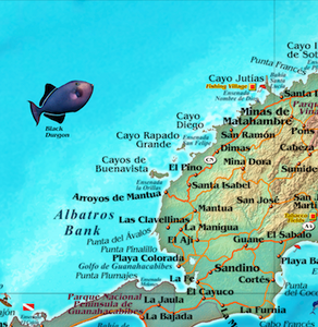 Cuba Wall Map - Houston Map Company